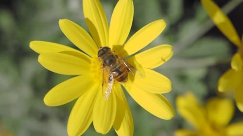 Striped Bee Collecting Pollen from Bright Yellow Flower
