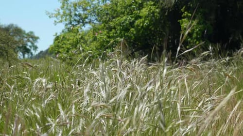 Close-up of grass swaying gracefully in the breeze, capturing the beauty of nature's dance.