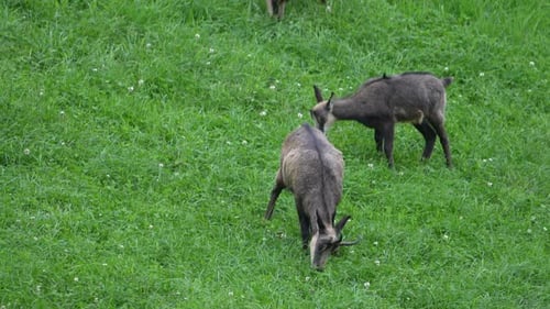 Dos rebecos jóvenes pastando en un verde campo alpino en Suiza, mostrando un comportamiento tranquilo de la vida silvestre en