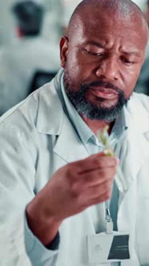 Scientist, black man and plant with test tube in laboratory for botany, medical research
