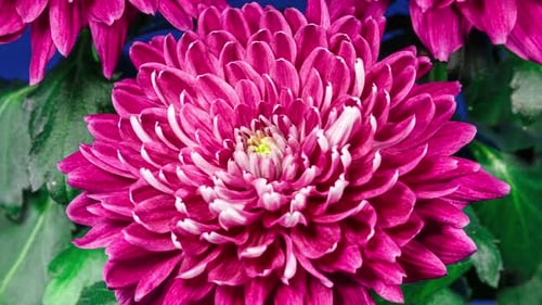Red Chrysanthemum Flower Moving Petals While Blooming in Time Lapse Close Up