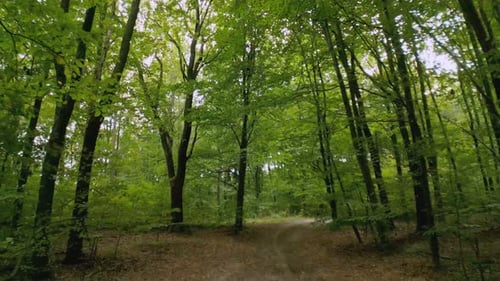 Clay Road in the Forest
