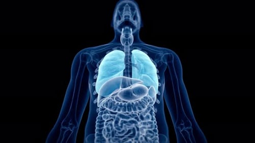 Human lungs breathing rhythmically in a detailed anatomical 3D animation