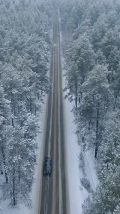 Winter Drive Through Snowcovered Forest Road Surrounded By Tall Trees