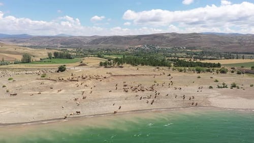 Vue aérienne des vaches au bord du lac et du village au loin 2