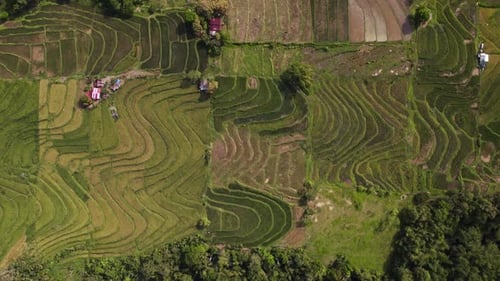 Aerial View of Green Rice Paddy Terraces