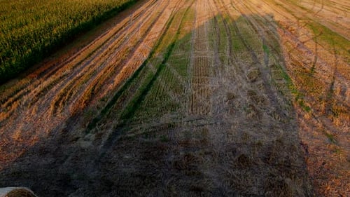 Many Bales Compressed Dry Wheat Straw Twisted Round Rolls on Field Sunset Dawn