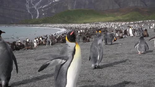 KIng penguin Colony with chicks
