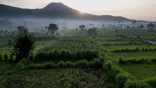 Drone flying low over rice fields during sunrise showing mist and a mountain in the background