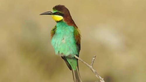 Cinematic View Of American Bushtit Bird, Wildlife In Deep Forest