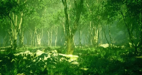 Lush Green Forest with Sunlight Filtering Through Trees in a Serene Setting