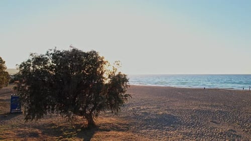 A tranquil sunset view over a serene beach with a lone tree