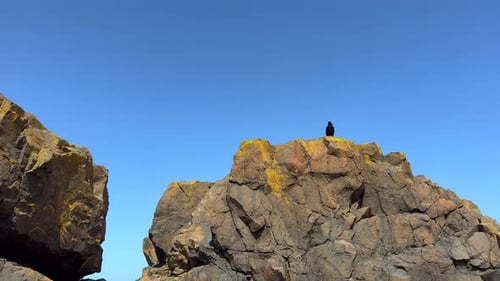 Crow Raven, pájaro negro que se extiende sobre una gran roca amarilla desde lo alto de una montaña rocosa en un acantilado. El plan es