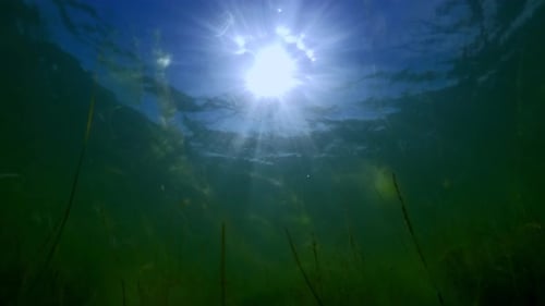 Sunrays passing through surface falling on seabed with Dwarf eelgrass covered in fluffy green algae