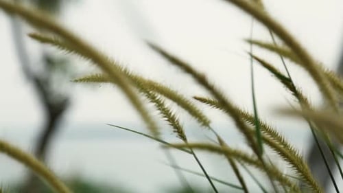 Grass Spikelets, wild plant swaying in the breeze,Steadi shot