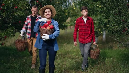 Apple Orchard Harvest with People and Baskets