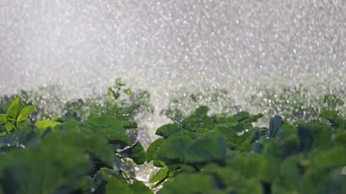 Irrigation Vegetable Plantation Sprinkler Irrigates Vegetable Crops