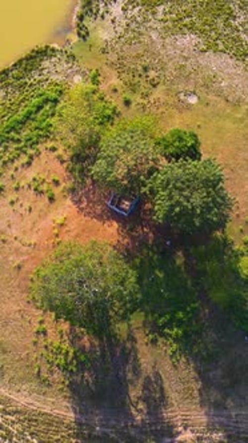 Vue aérienne d'un groupe d'arbres à côté d'une zone humide à Sylhet Haor au Bangladesh