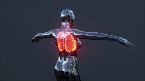 3D Animation of Human Lungs and Respiratory System