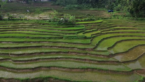 Aerial view over the beautiful rice terrace