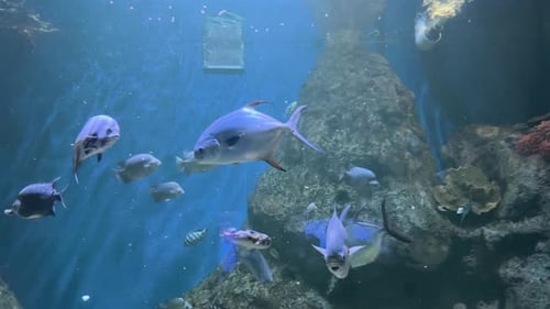 Verschiedene Salzwasserfische schwimmen in einem großen Aquarium mit felsigen Riffstrukturen und blauem Hintergrund. Un