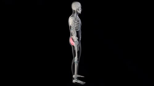 Human Skeleton and Pelvic Muscles 3D Anatomy Animation