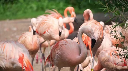 Flock of Pink Flamingoes in a Green Setting