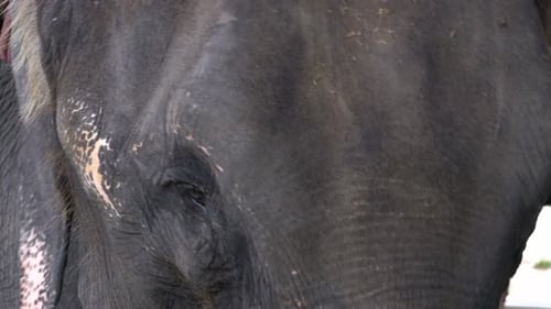 Muzzle of an Elephant Closeup While Eating Texture of the Skin Eyes and Ears Thailand
