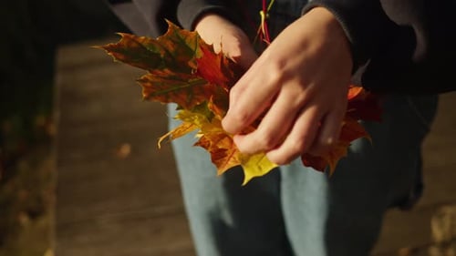 Maple Leaves in Woman Hands on Sand Background Closeup Autumn Mood Seasons Changing Nature