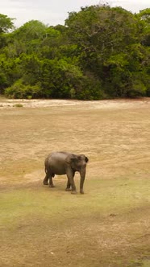 Elephant in Its Natural Environment Sri Lanka