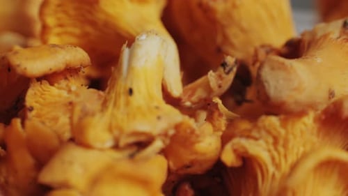 Cooking Chanterelles Closeup Macro Grilled Mushrooms Closeup Roasted Chanterelles and a Wooden Spoon