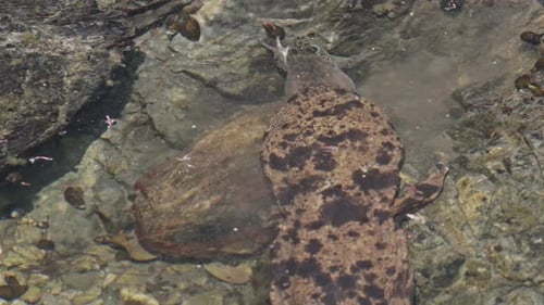 Giant Salamander Swimming in Rocky Clear Stream