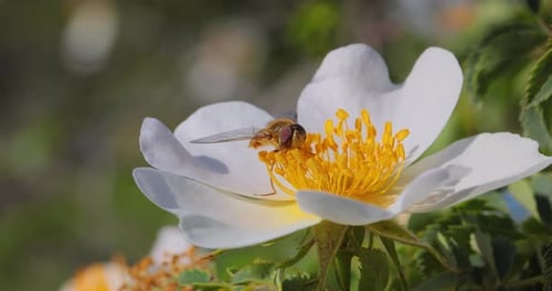Fly on White Flower Pollinating in Sunlight