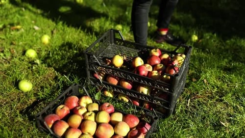 Slow Motion Woman Hand Take a Crate Box with Red Ripe Apples