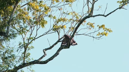 Vue en train de sécher ses ailes et de manger quelque chose alors qu'elle est tournée vers la gauche, l'aigle serpent huppé Spilornis