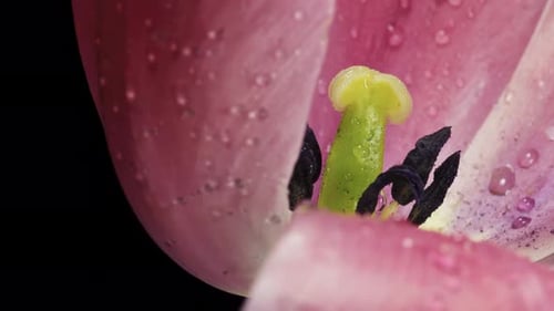 Pink Tulip Blooming with Water Droplets
