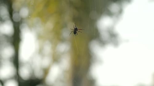 Garden Spider On A Web Against Bokeh Nature. Selective Focus Shot