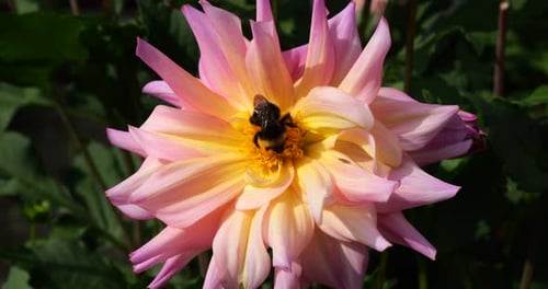 Bumblebee on a large yellow-pink dahlia flower in the autumn garden