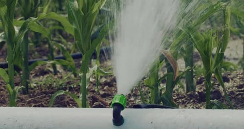 Close up of Modern Ecologic Agricultural Hydroponic Irrigation System Spraying Water