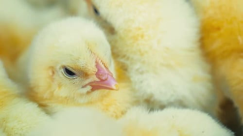 Fluffy Yellow Chicks Clustering Together Close-Up