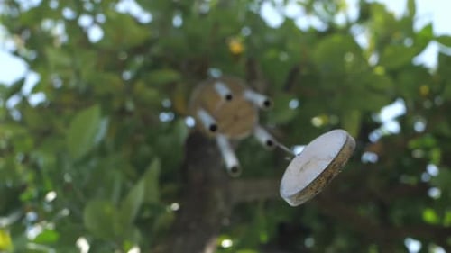 Wind chime sways from tree branches in sunlight
