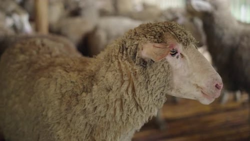 Close Up of an Adult Sheep with the Flock in the Background