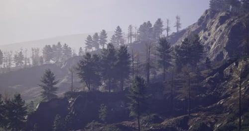 Majestic Mountain Landscape with Silhouettes of Pine Trees in Soft Light