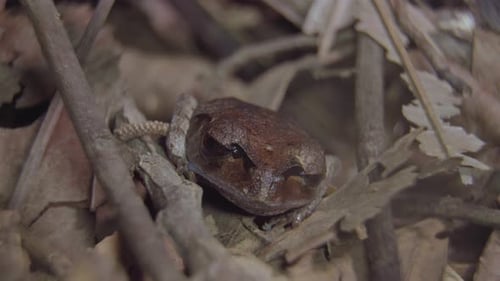 Spotted Litter Frog (Leptobrachium hendricksoni) camouflage hiding among dried leaves and branch in