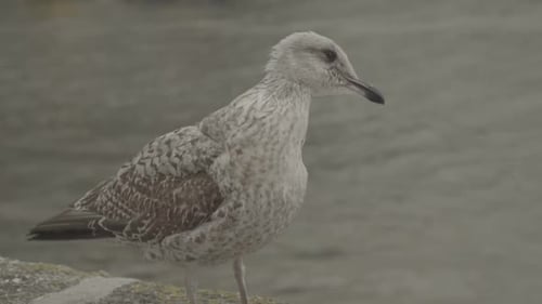 Seagull near resting a river