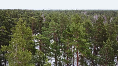 Green coniferous forest on overcast winter day with snowfall, low aerial view