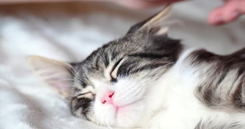 Sleeping Kitten is Stroking by a Male Hand. Pets Concept. Cozy Atmosphere with a Cat at Home