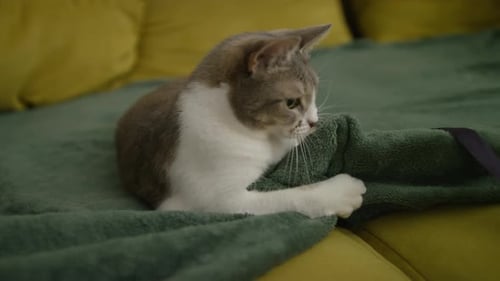 Manta verde juguetona con forma de gato agarrando en el sofá