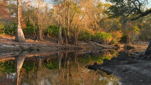 Cypress knees and fall foliage reflecting in still creek at Okefenokee Swamp, Georgia, USA