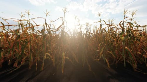 Corn Field